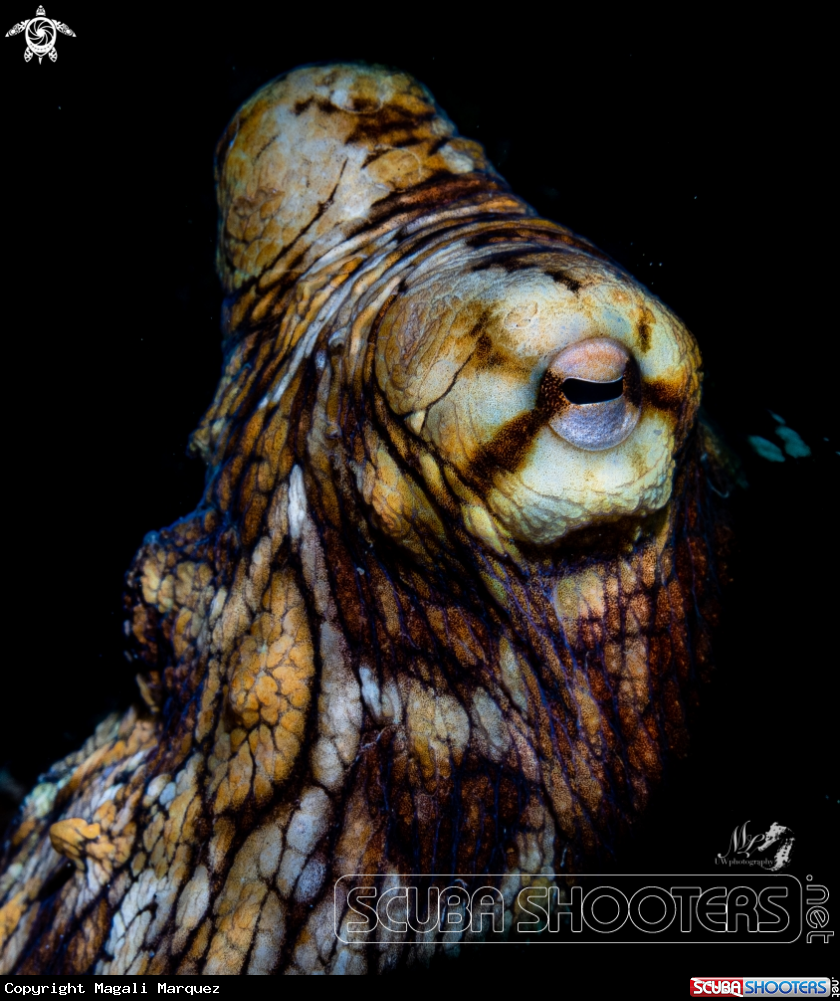 A Octopus 
