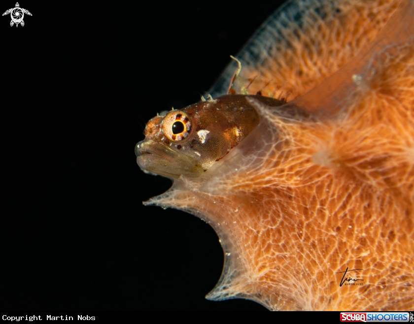 A Ringed Blennie