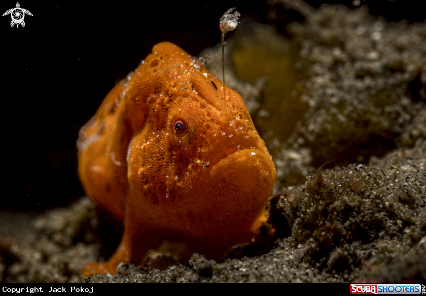 A Painted frogfish
