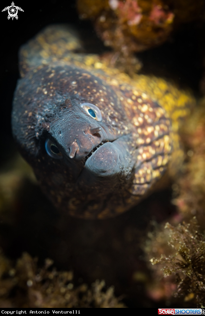 A Moray eel
