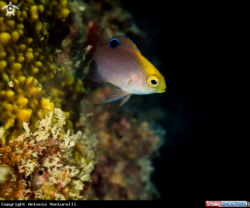 A Coral fish