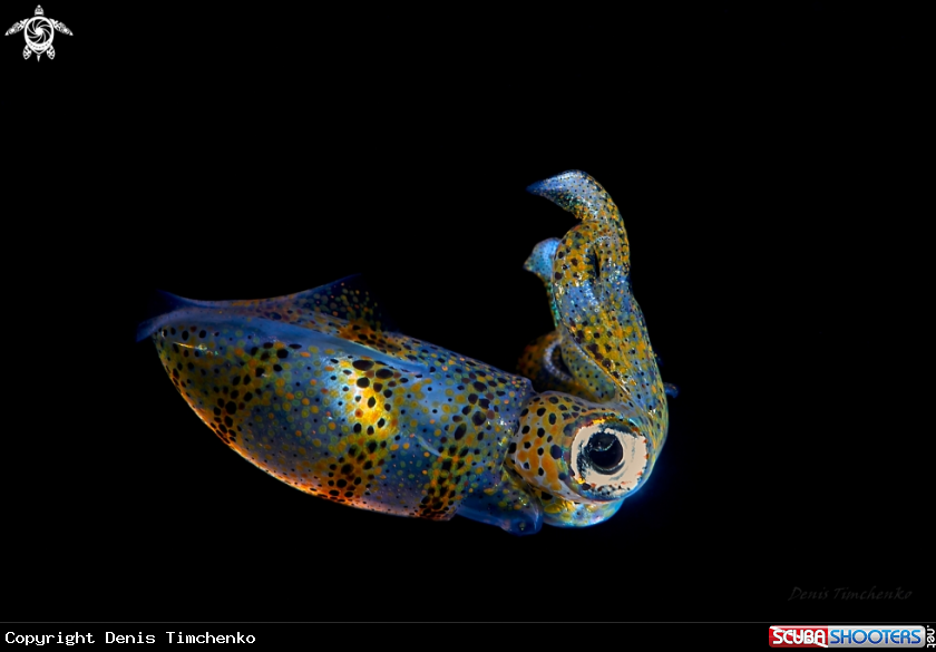 A SQUID