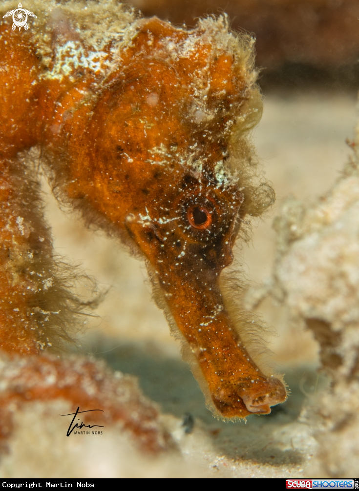 A Seahorse