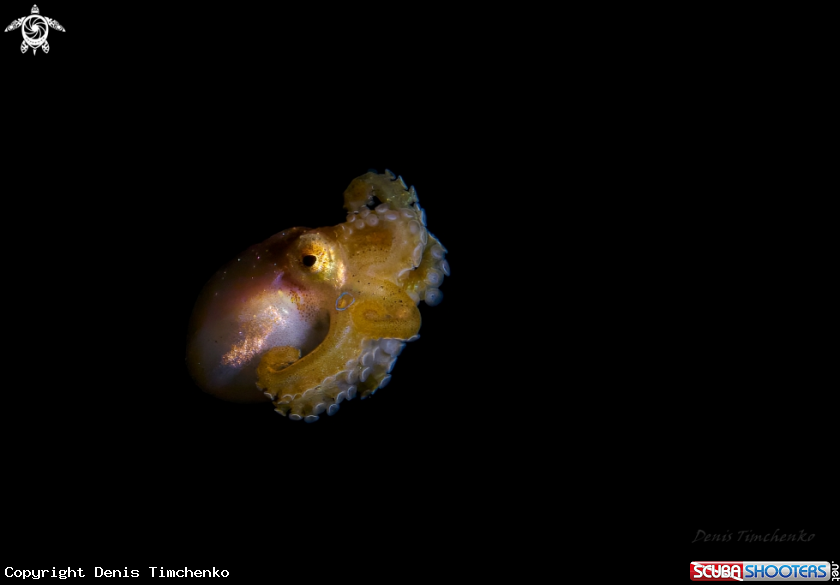 A OCTOPUS