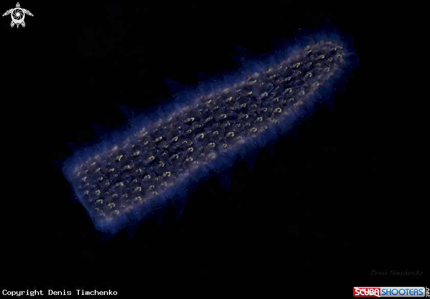 A SALP