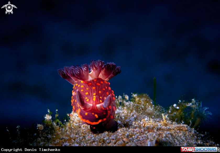 A NUDIBRANCH