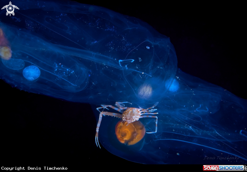 A CRAB