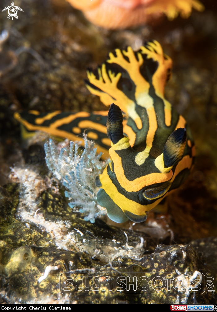 A Tambja olivaria