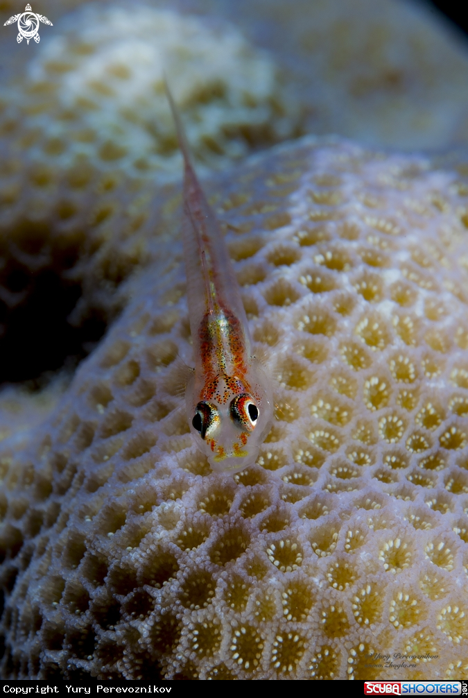 A Small fish