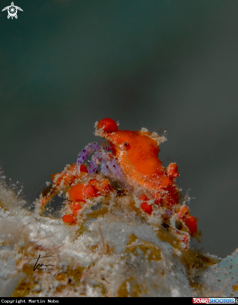 A Teardrop Crab