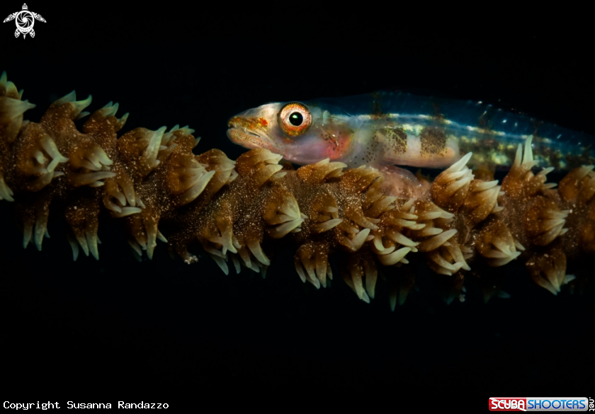 A Coral fish