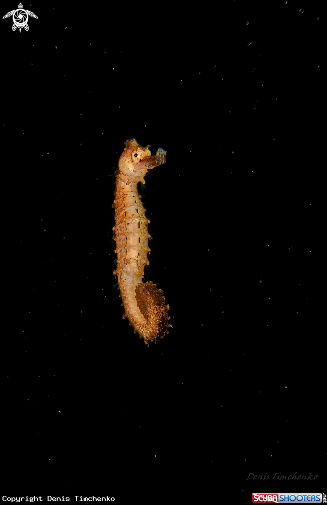 A SEAHORSE