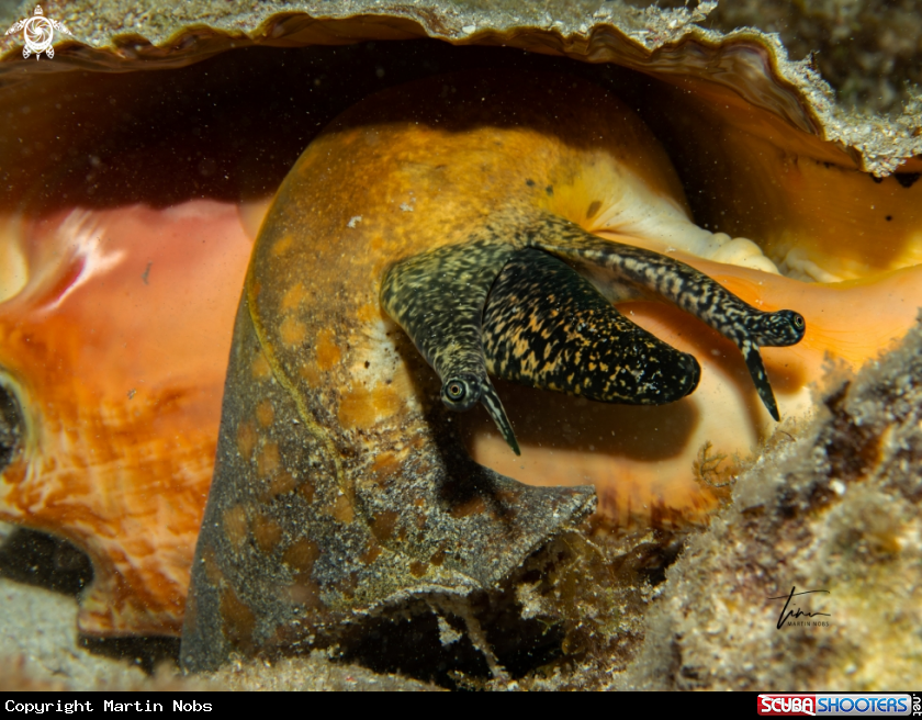 A Queen Conch