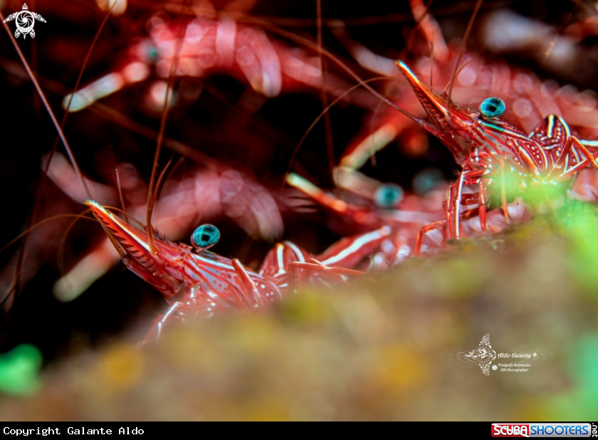 A Camel Shrimp (4-5cm)