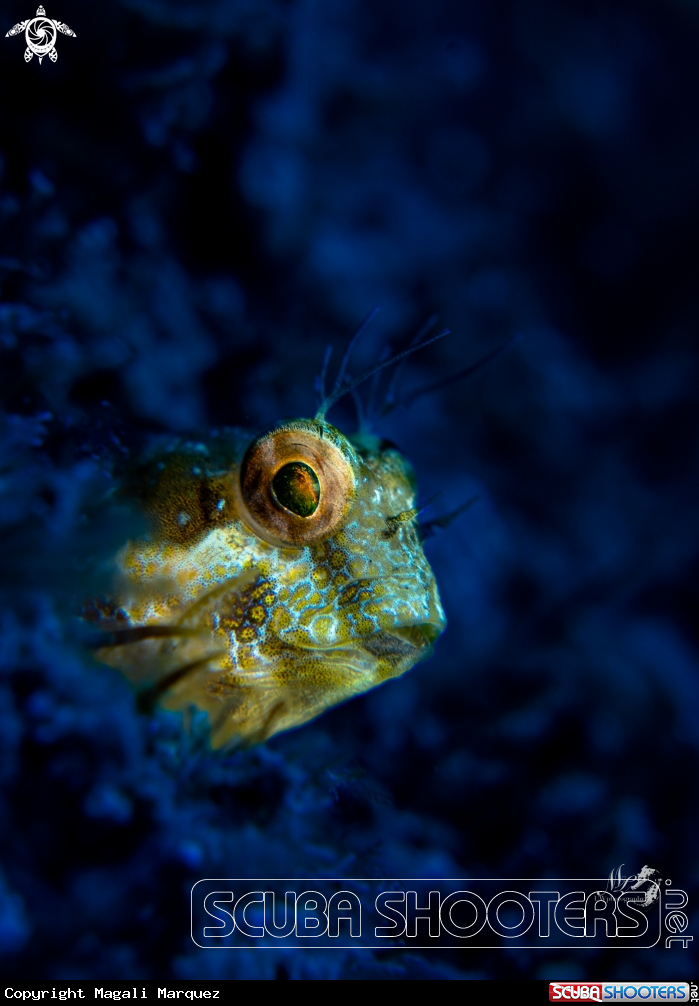 A Seaweed blenny 