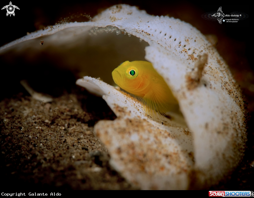 A Yellow Pygmy Goby