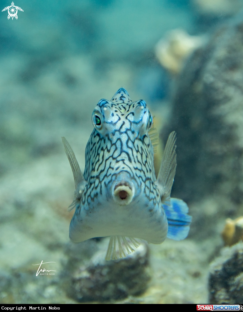 A Honeycomb Cowfish