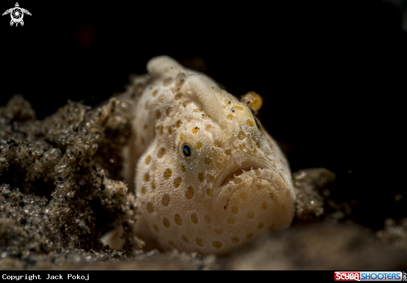 A Painted Frogfish