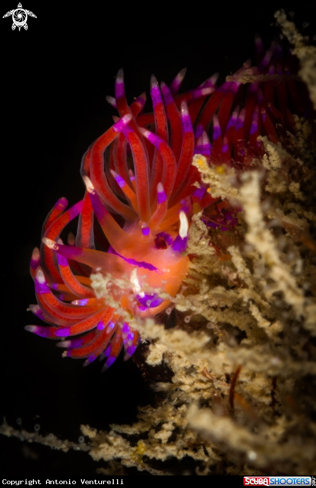 A Flabellina nudibranch