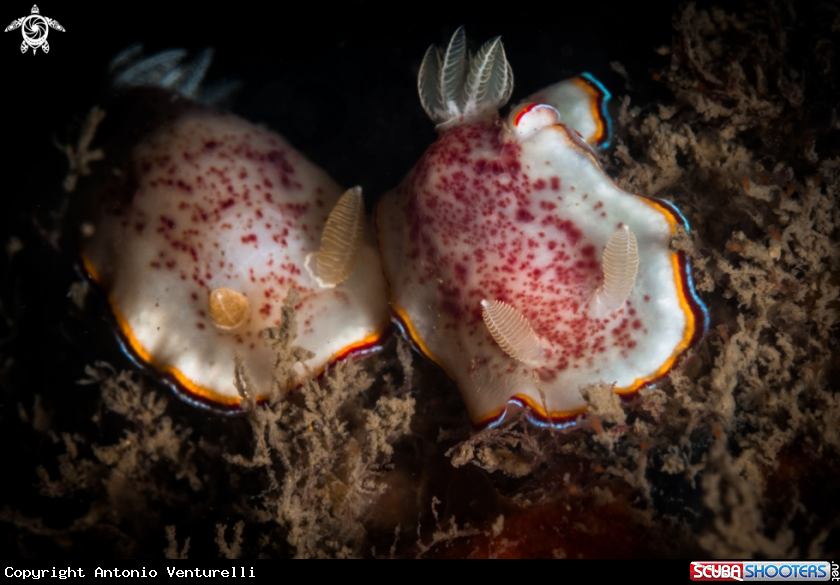A Chromodoris trimarginata nudibranch