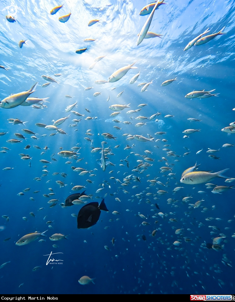 A Brown Chromis