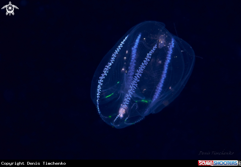 A Ctenophora