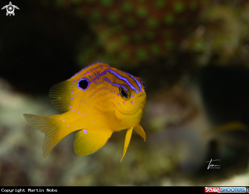 A Longfin Damselfish