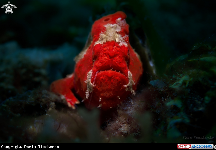 A FROGFISH