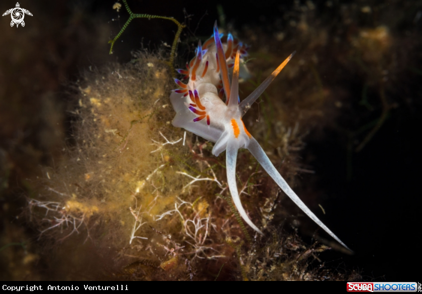 A Sea slug