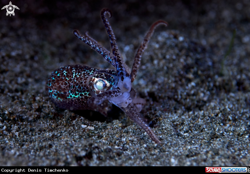 A SQUID