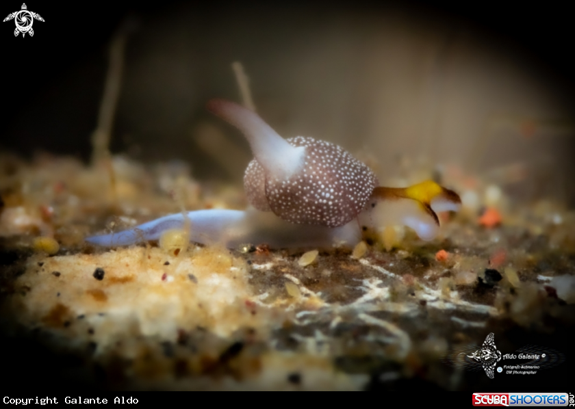 A Sea Slug