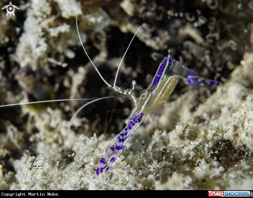 A Pedersons Cleanershrimp