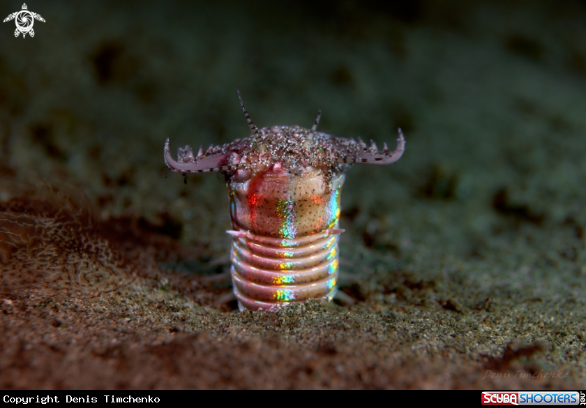 A WORM