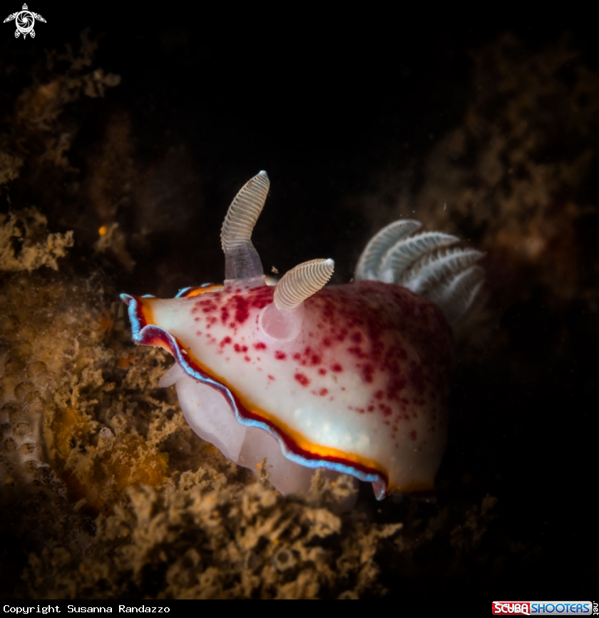 A Chromodoris trimarginata nudibranch