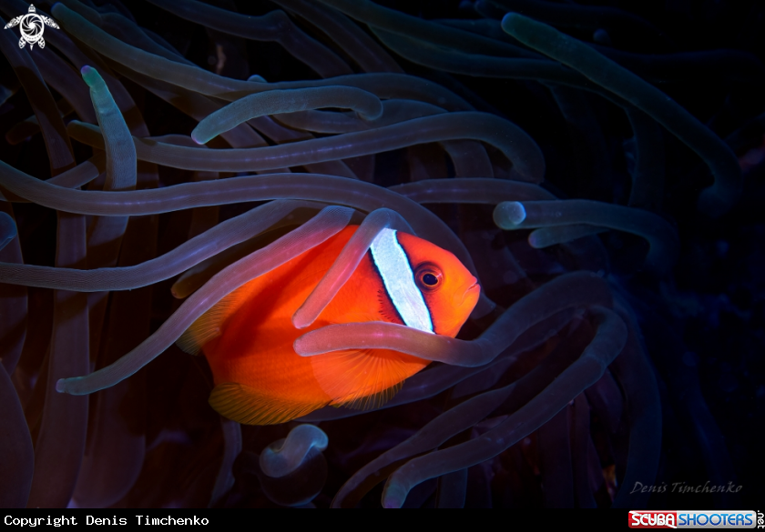 A ANEMONFISH