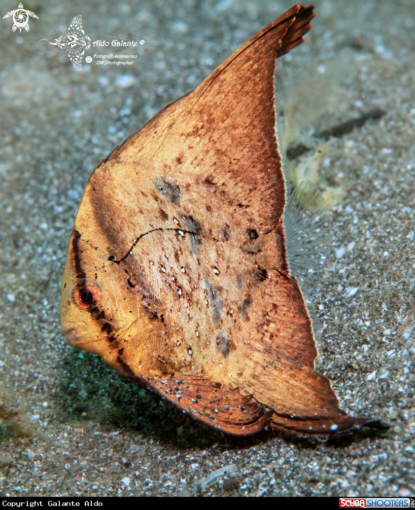 A Orbicular Bat Fish