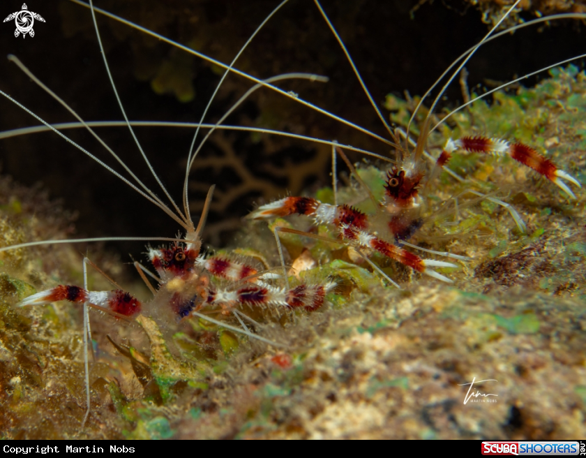 A Banded Coralshrimp