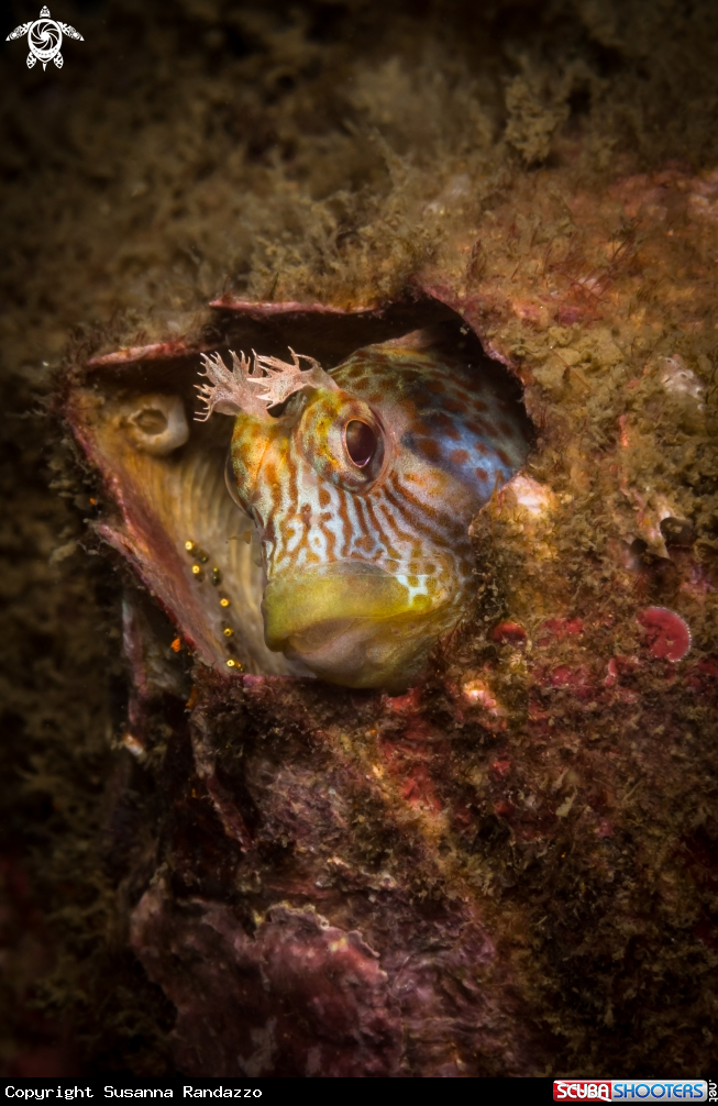 A Tessellated blenny