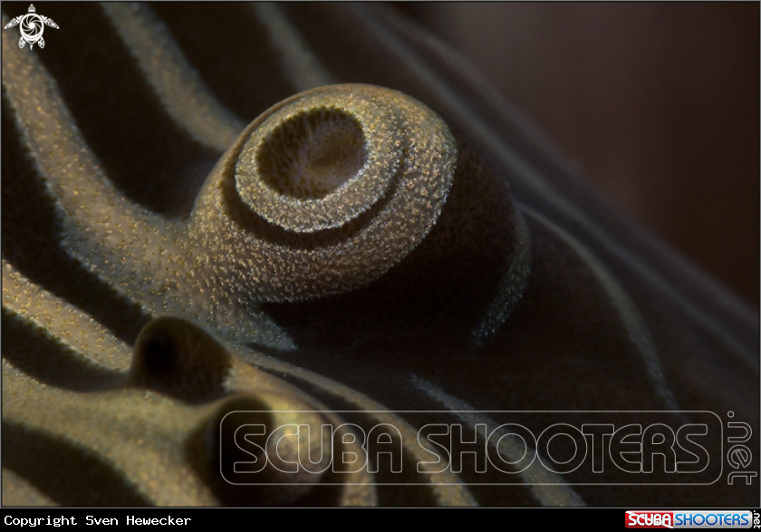 A Small giant clam ( detail )