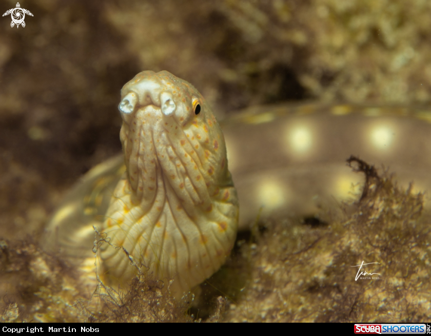 A Sharptail Snake eel