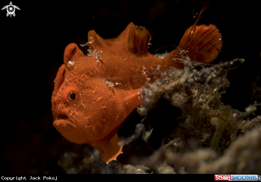 A Painted frogfish