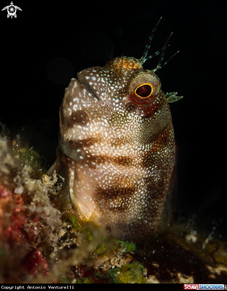 A Coral blenny