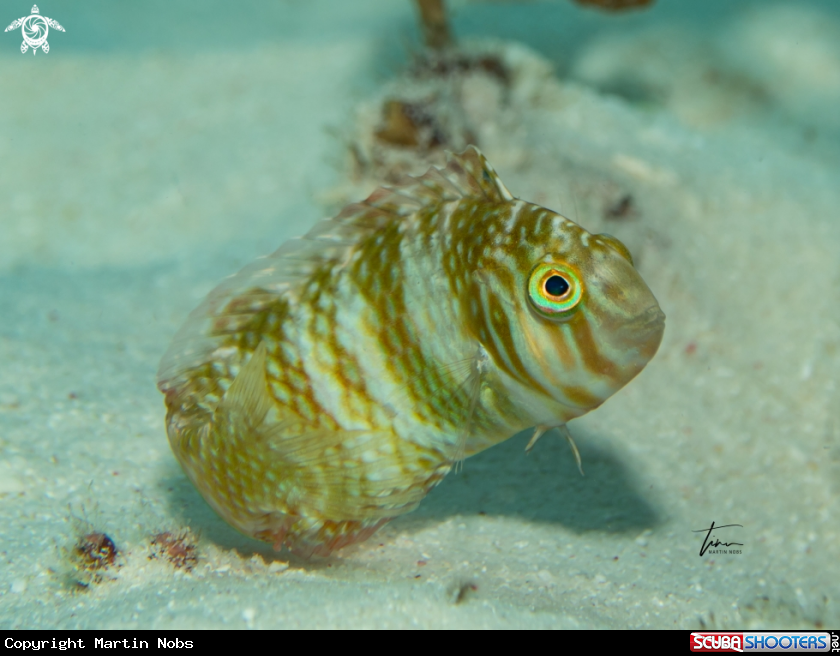 A Green Razorfish
