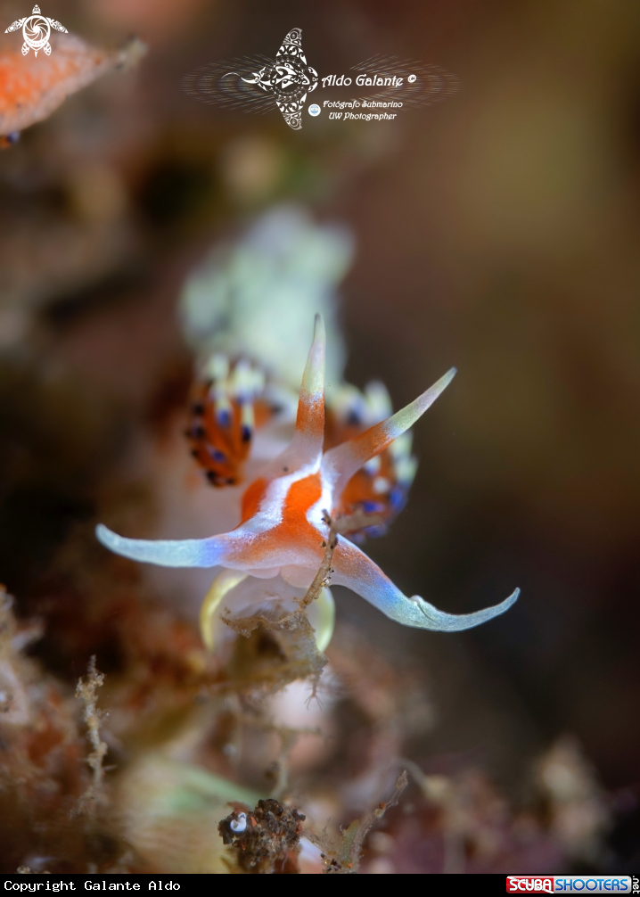 A Nudibranch