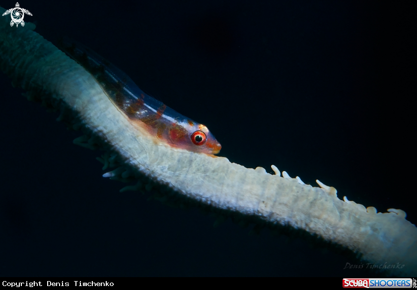 A GOBY