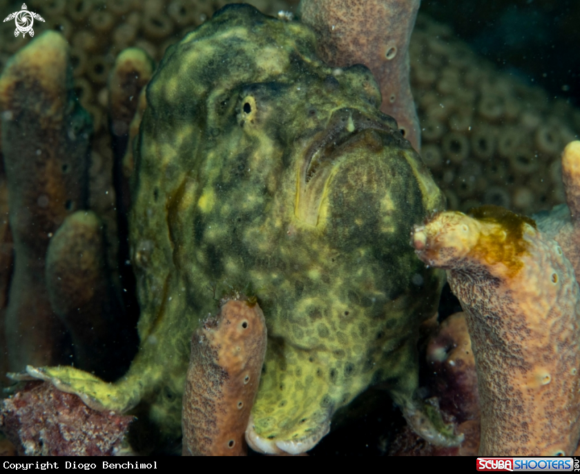 A Frogfish