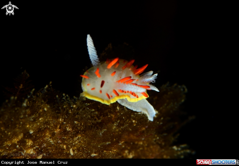 A Nudibranch