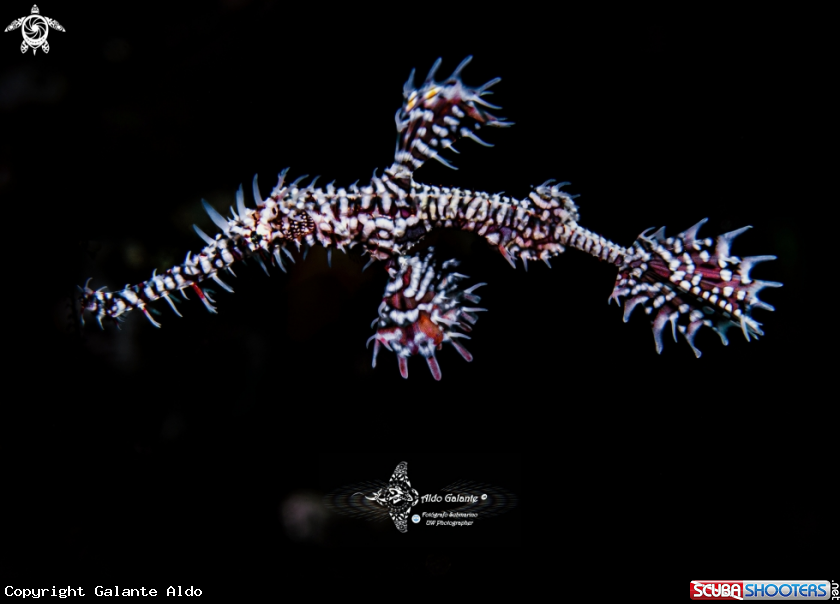 A Ghost Pipe Fish