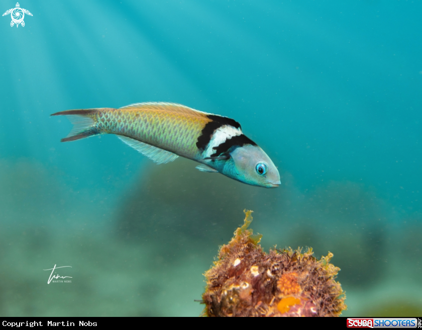 A Blueheaded Wrasse