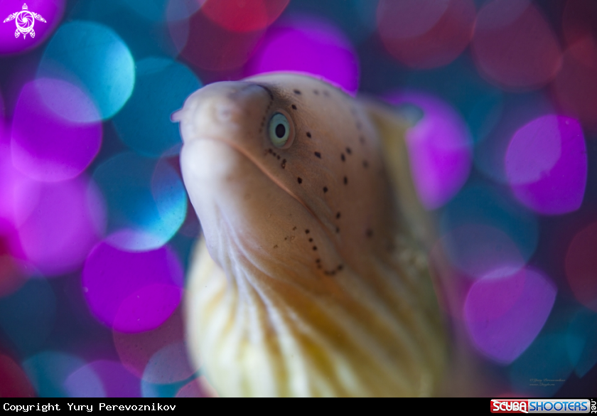 A Disco
